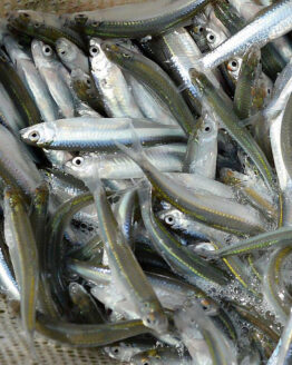 Frozen Bait