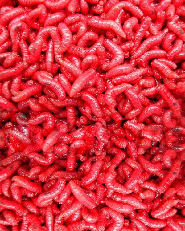 Maggots - Red
