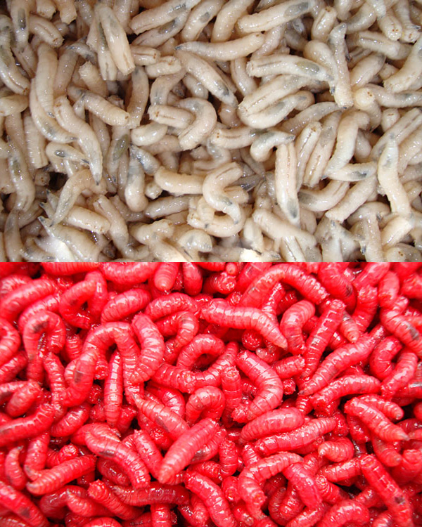 Maggots - Red/White