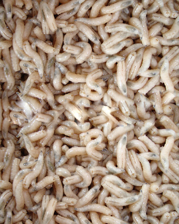 Maggots - White