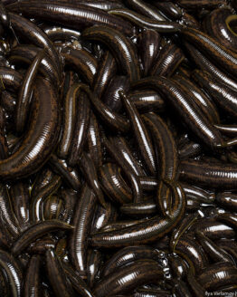 Leeches