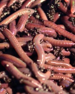 Crawlers
