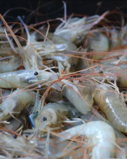 Fresh Water Shrimp